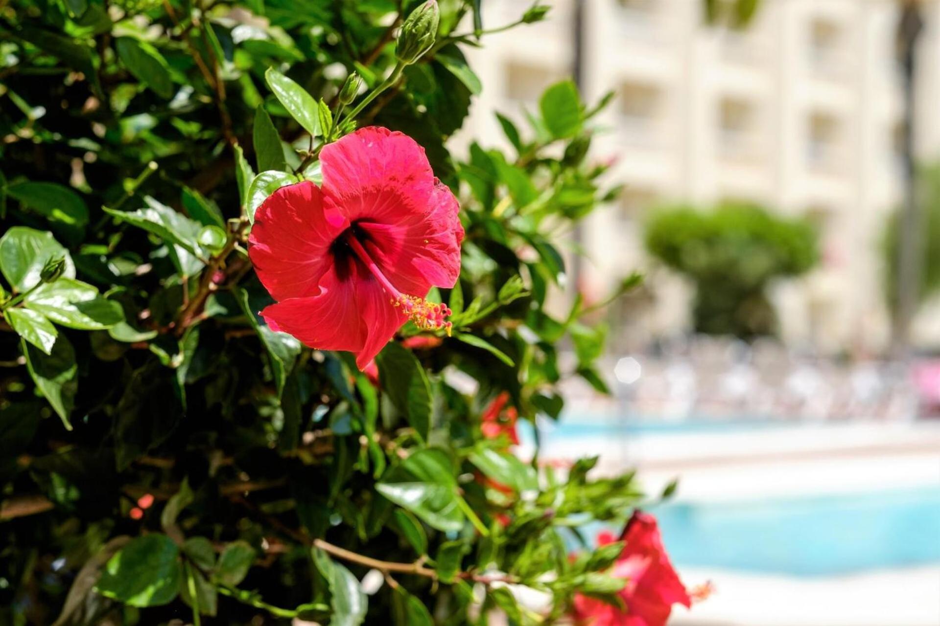 Hotel Moon Dreams Portomagno Aguadulce (Almeria) Exterior foto
